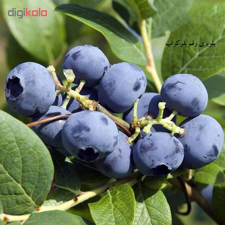 بذر میوه بلوبری بلوکراپ مدل 001