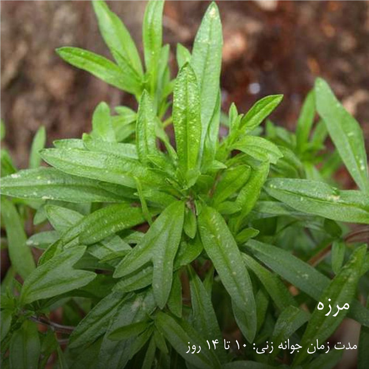 بذر سبزیجات گرین سیدز کد 2005 مجموعه 10 عددی