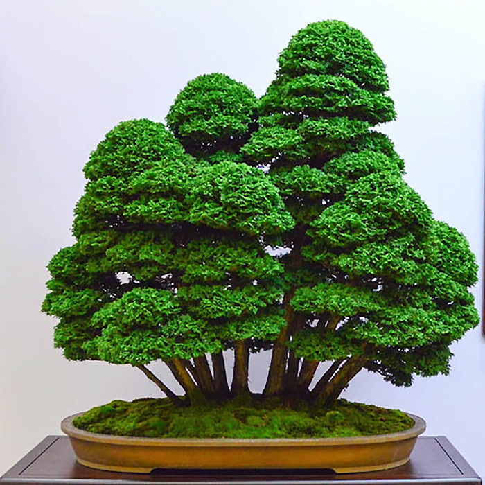 بذر بنسای سرو ژاپنی سانیا سید مدل D10