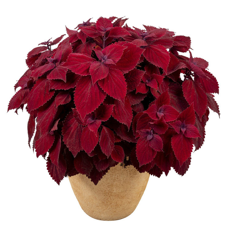 بذر گل حسن یوسف واولت رد سانیا سید مدل Velvet Red