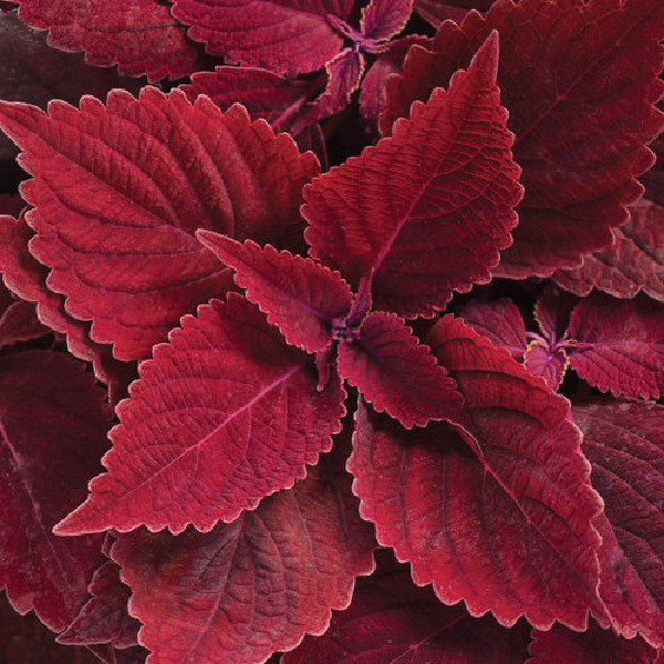 بذر گل حسن یوسف واولت رد سانیا سید مدل Velvet Red