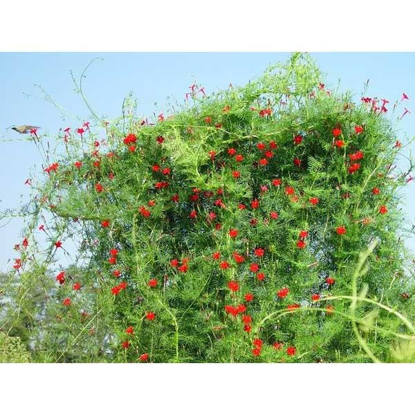 بذر گل نیلوفر رونده سرو تاک آرکا بذر ایرانیان کد 209-ARK