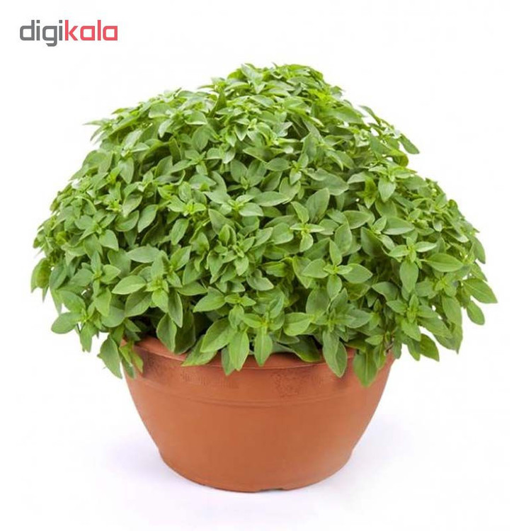 بذر ریحان سبز مدل VARNA 5759
