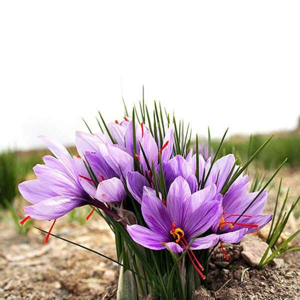 پیاز زعفران سهاگل مدل نسیم بسته 50عددی