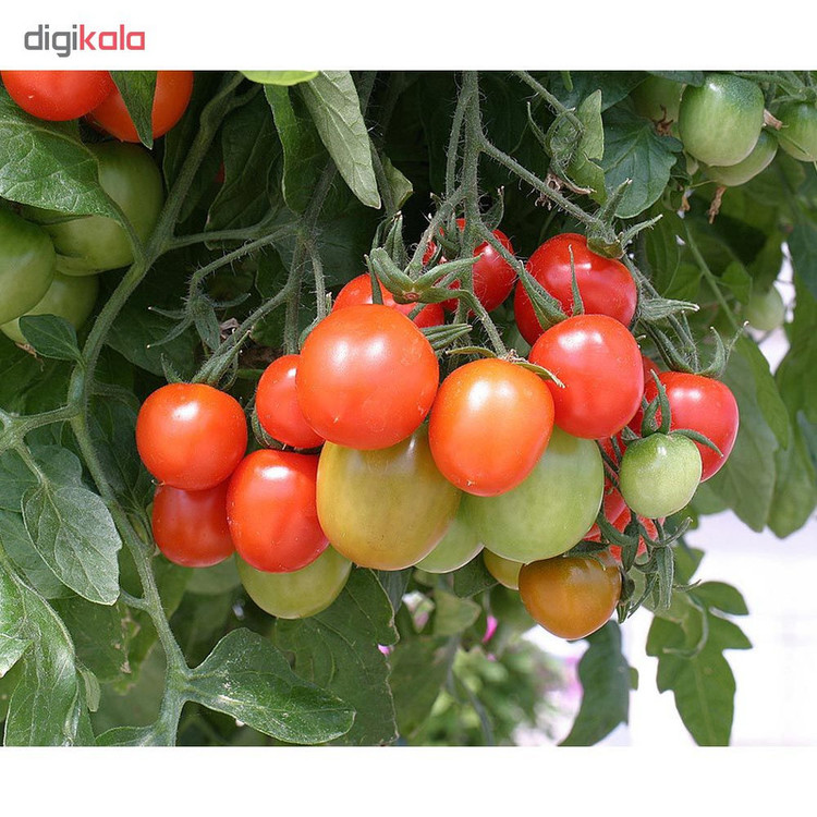 بذر گوجه گیلاسی قرمز چری مدل 085