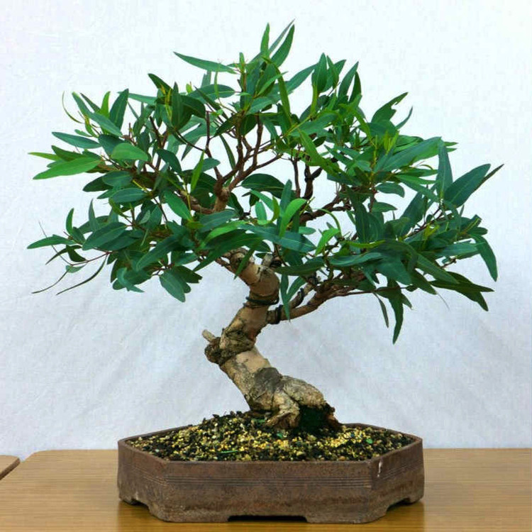 بذر بنسای اکالیپتوس سانیا سید مدل D6