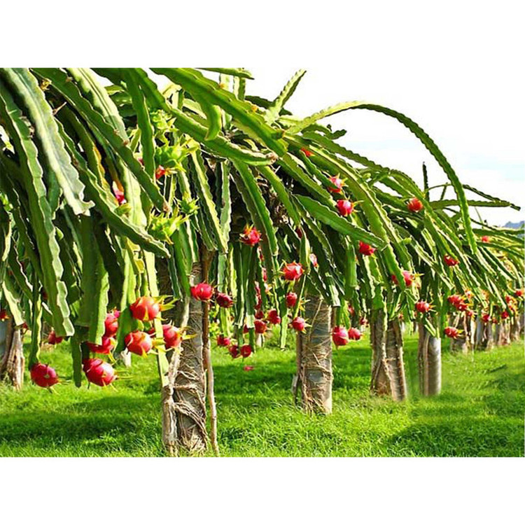 بذر میوه دراگون فروت سفید میوه اژدها گلبرگ پامچال کد GPF-306