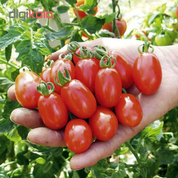بذر گوجه چری قرمز زیتونی شیرین پالم کد 01 بسته 15 عددی