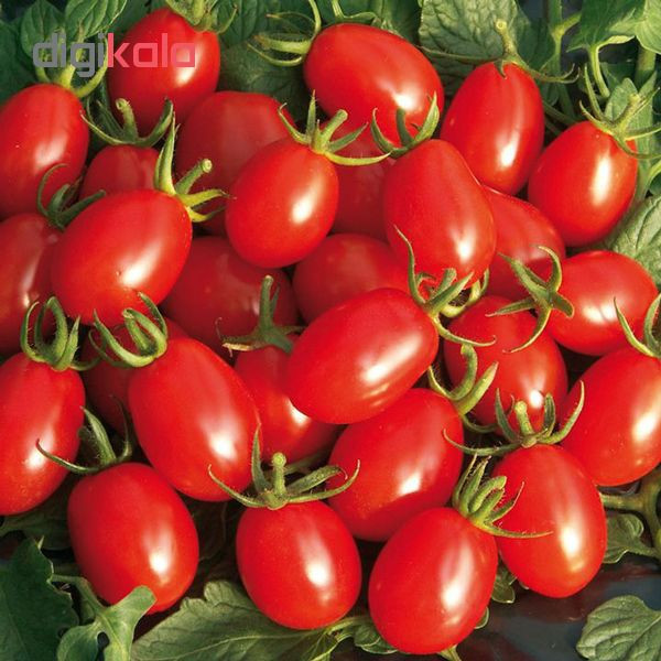 بذر گوجه چری قرمز زیتونی شیرین پالم کد 01 بسته 15 عددی