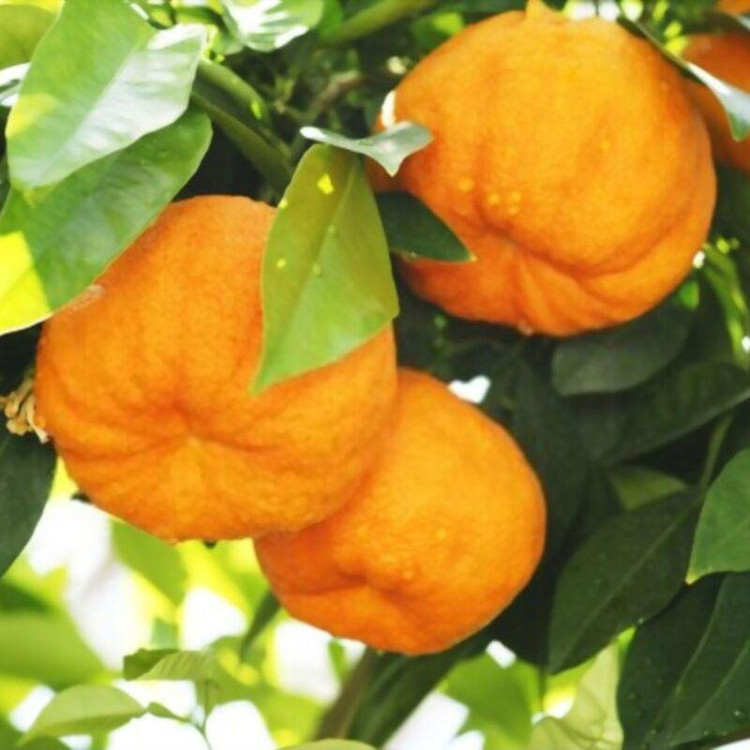 بذر درخت نارنج وانیا سید مدل BA1324