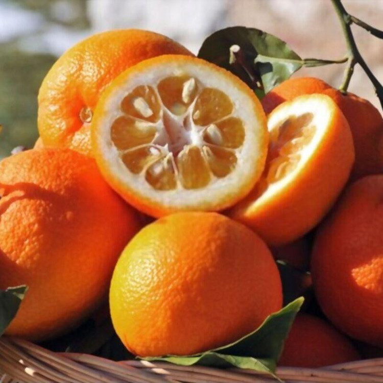 بذر درخت نارنج وانیا سید مدل BA1324