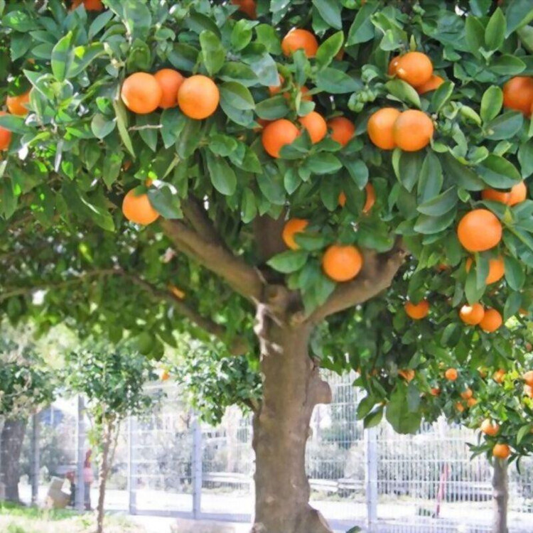 بذر درخت نارنج وانیا سید مدل BA1324