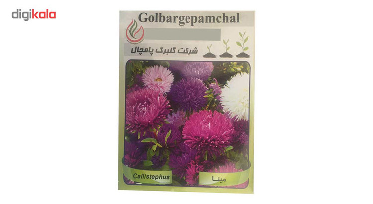 بذر گل مینا گلبرگ پامچال مدل GP19