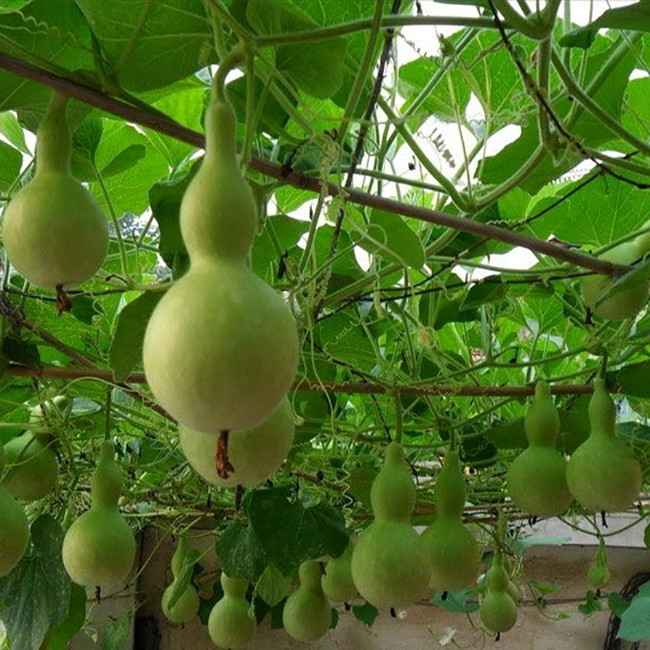 بذر کدو قلیونی وانیا سید مدل W59