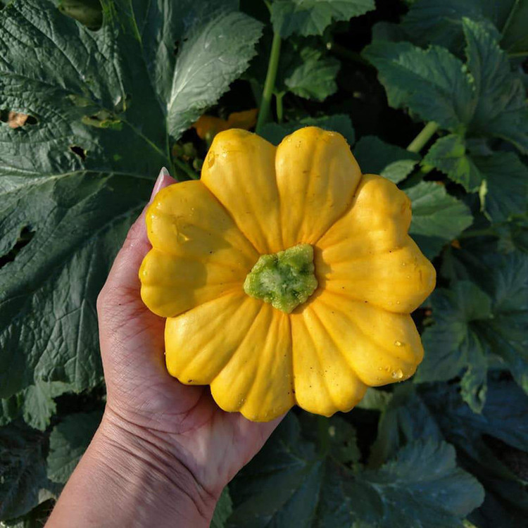 بذر کدو ستاره ای زرد وانیا سید مدل W16