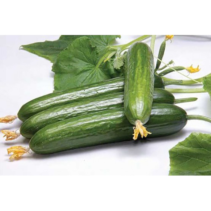 بذر خیار رویال وانیا سید مدل K12