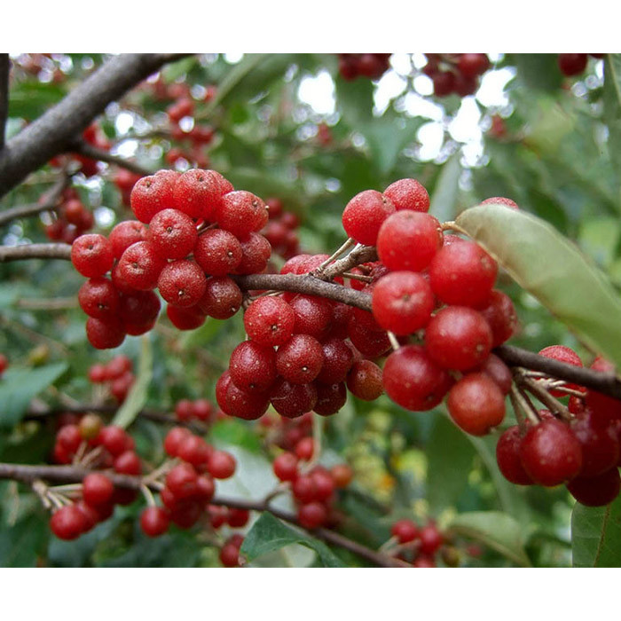 بذر میوه انگور ژاپنی سیلور بری فرنگی گلس گاردن مدل GL10