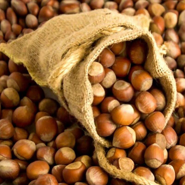 بذر فندق وانیا سید مدل BA1065