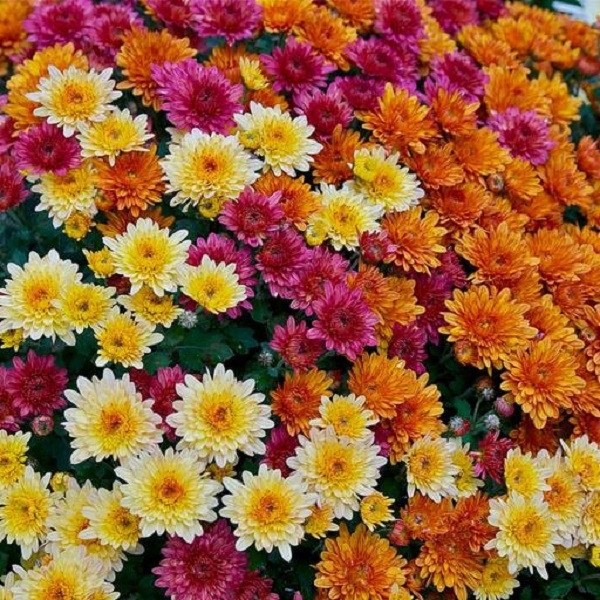 بذر گل داوودی پا کوتاه الوان جی پی سید مدل GP23986