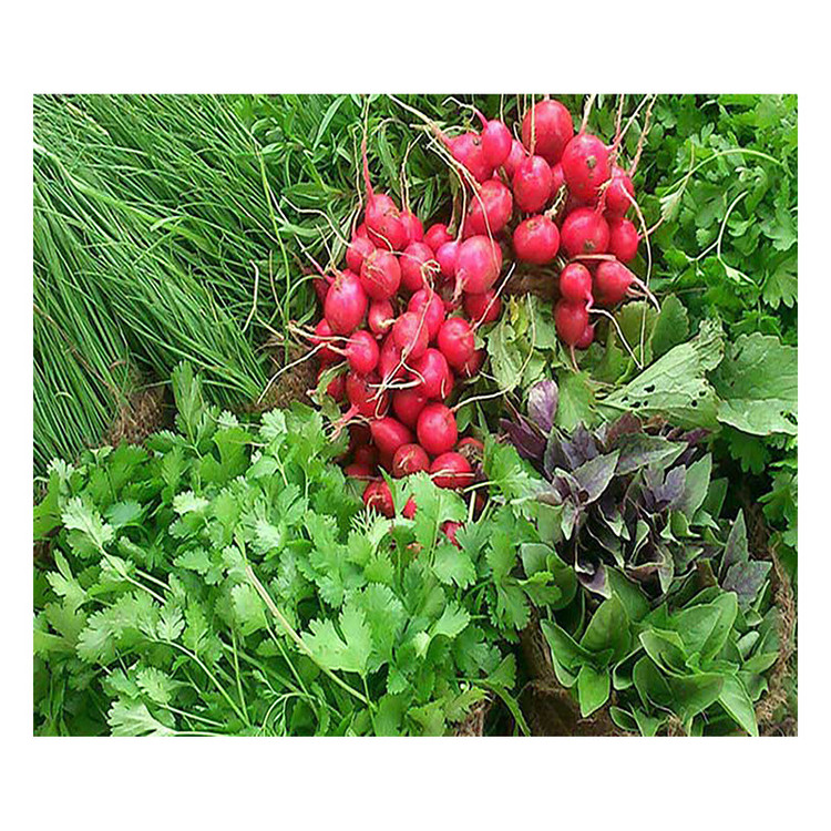 بذر سبزی خوراکی گرین فارم کد 08 مجموعه 4 عددی