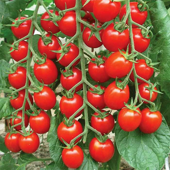 بذر گوجه چری قرمز آویز وانیا سید مدل BA1889