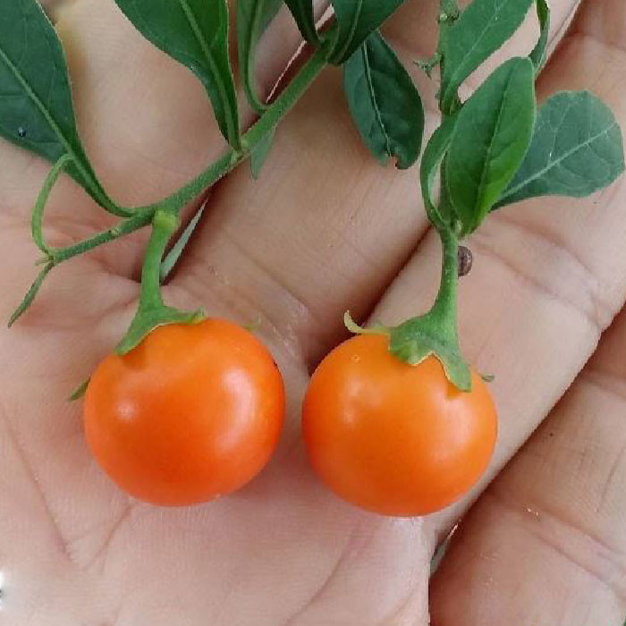 بذر گیلاس مجلسی تاجریزی زینتی گرد گلس گاردن مدل GL20
