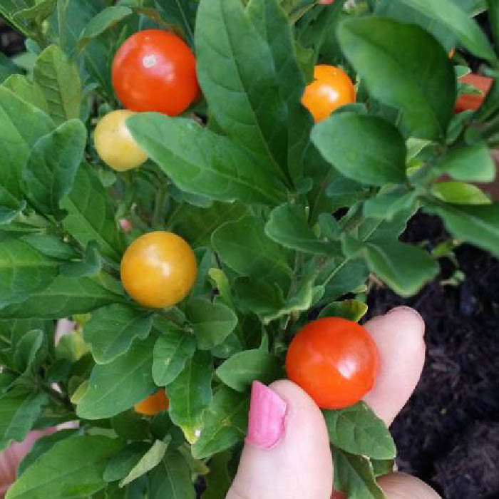بذر گیلاس مجلسی تاجریزی زینتی گرد گلس گاردن مدل GL20