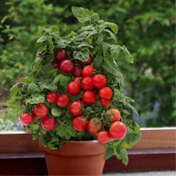 بذر گوجه گیلاسی زر بذر ایرانیان مدل چری کد ZBP-44