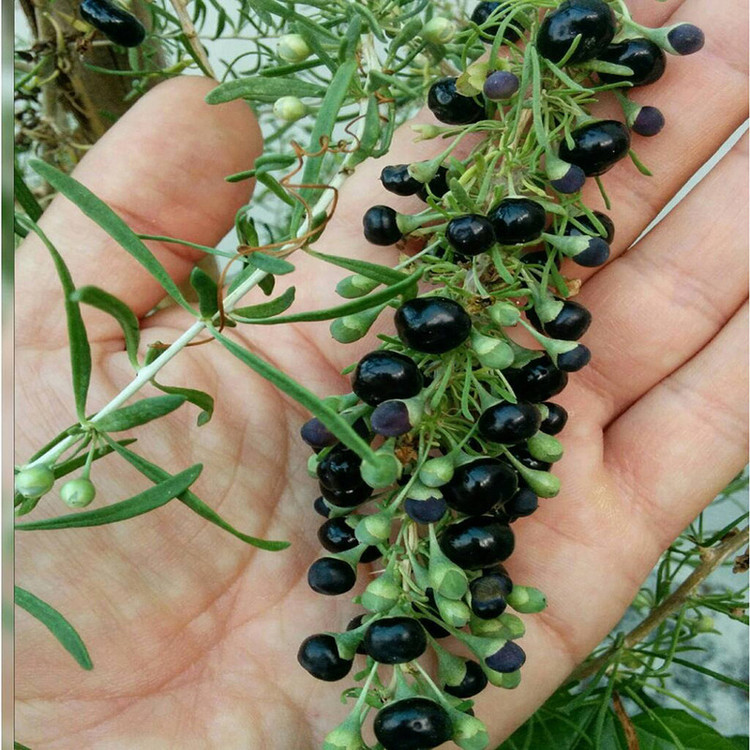 بذر میوه گوجی بری سیاه وانیا سید مدل D52
