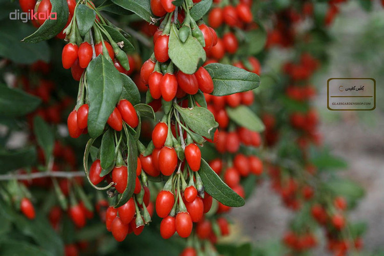 بذر میوه گوجی بری قرمز کد 111