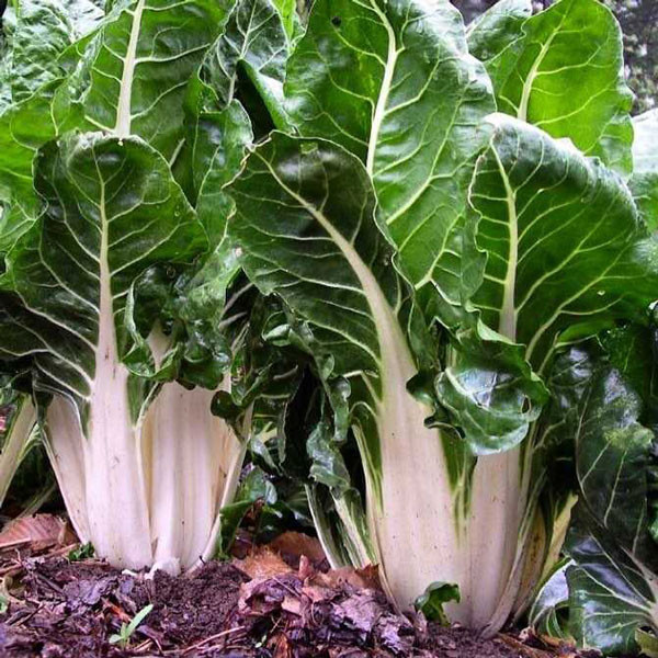 بذر برگ چغندر سفید وانیا سید کد S35