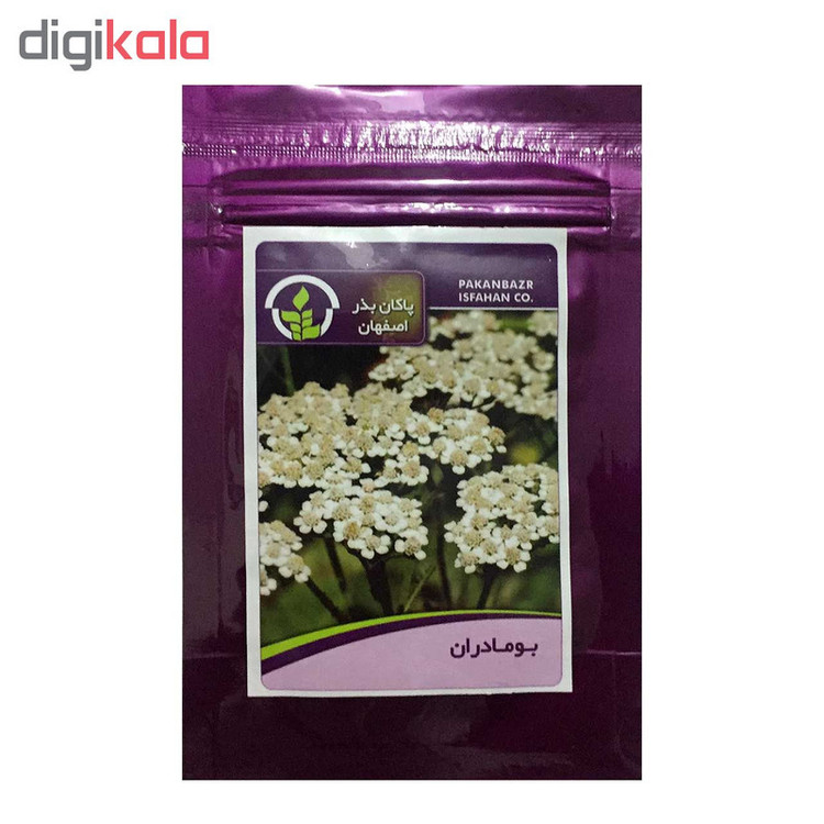 بذر بودماران پاکان بذر اصفهان کد PBF-51