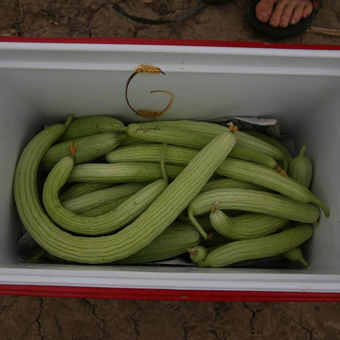 بذر خیار چنبر خیارشنگ مدل GL25