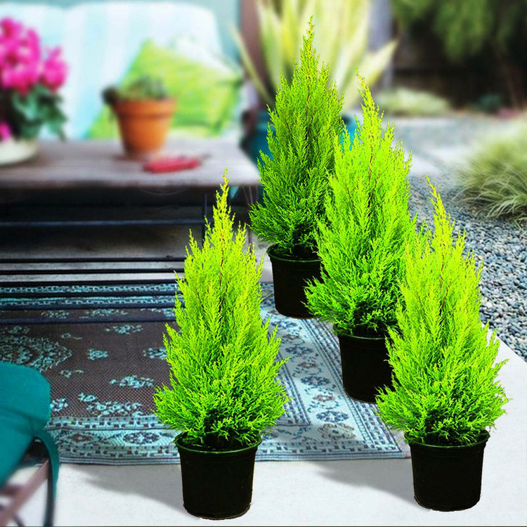 بذر بنسای سرو خمره ای سانیا سید مدل R5