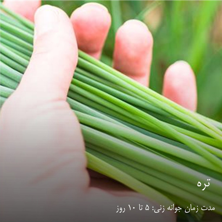 بذر سبزیجات هایپرکشت کد 2050 مجموعه 10 عددی