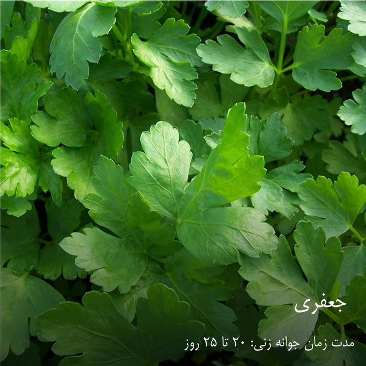 بذر سبزیجات هایپرکشت کد 2050 مجموعه 10 عددی