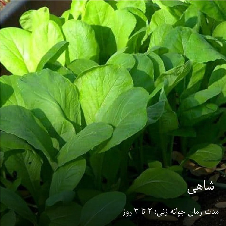 بذر سبزیجات هایپرکشت کد 2050 مجموعه 10 عددی