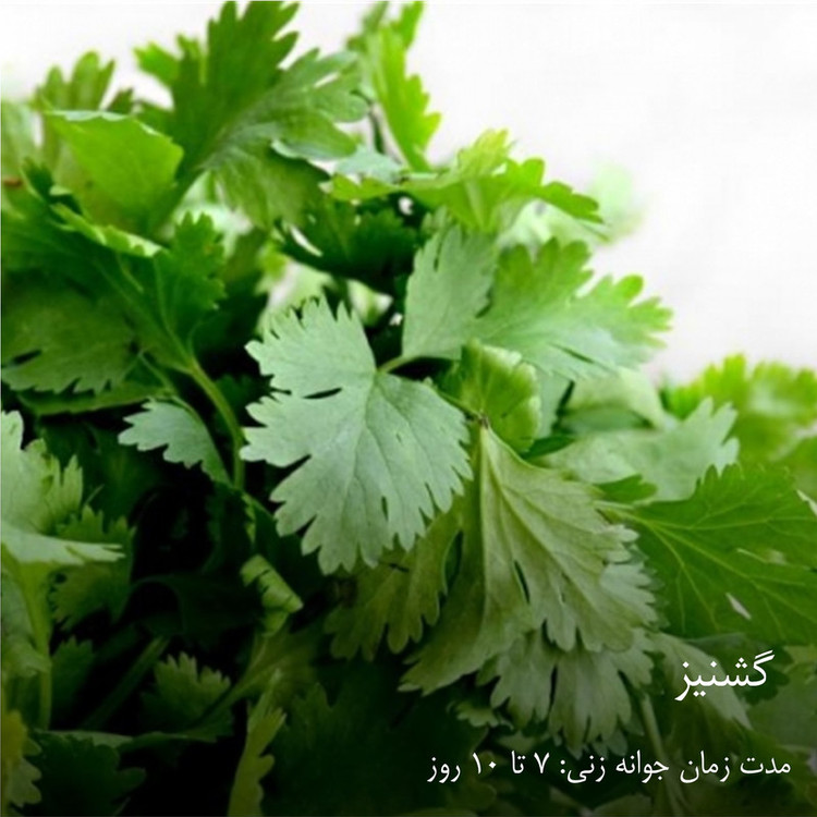 بذر سبزیجات هایپرکشت کد 2050 مجموعه 10 عددی