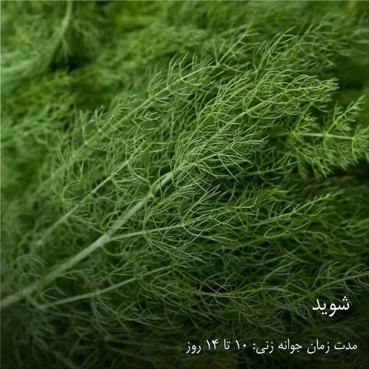 بذر سبزیجات هایپرکشت کد 2050 مجموعه 10 عددی