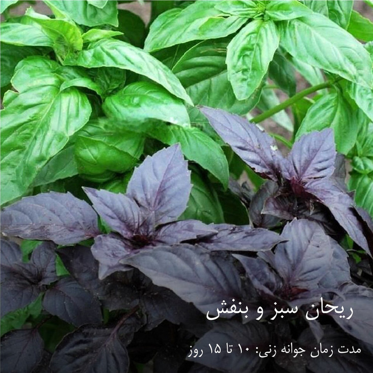 بذر سبزیجات هایپرکشت کد 2050 مجموعه 10 عددی