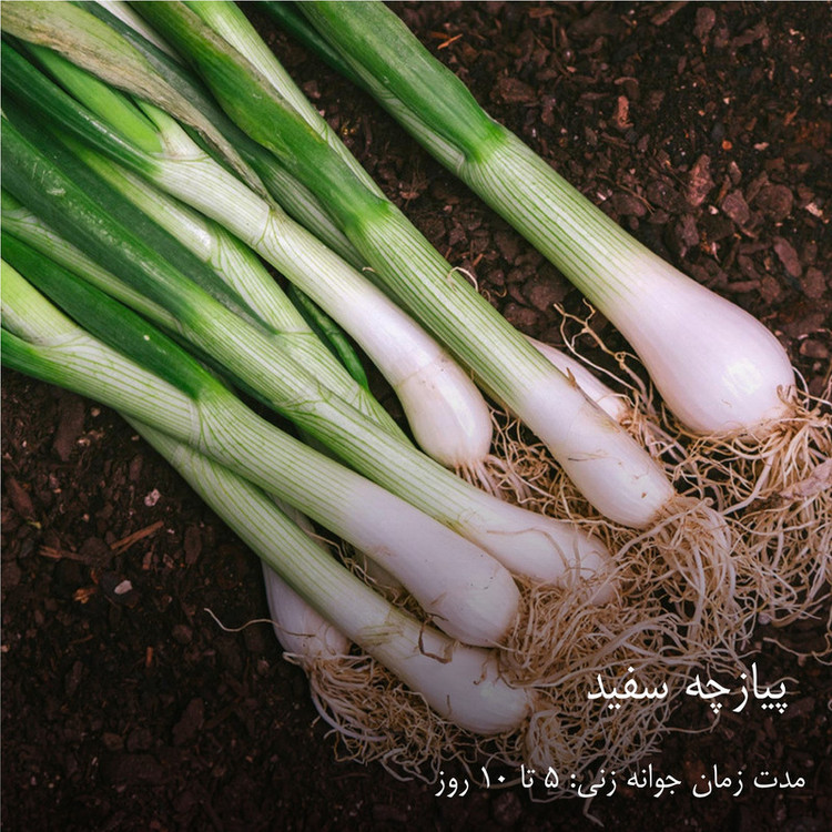 بذر سبزیجات هایپرکشت کد 2050 مجموعه 10 عددی