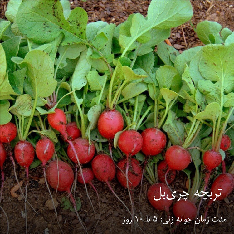 بذر سبزیجات هایپرکشت کد 2050 مجموعه 10 عددی