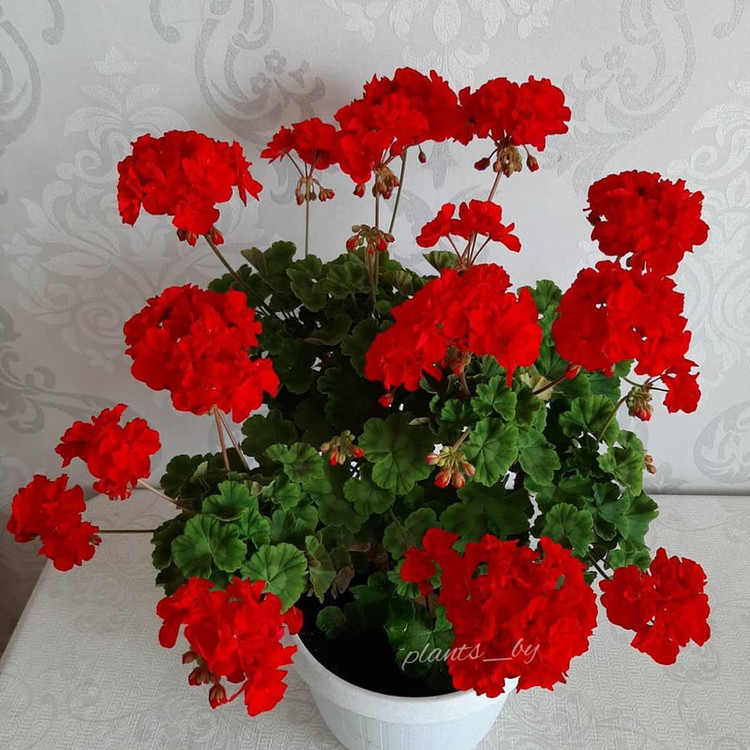 بذر گل شمعدانی قرمز سانیا سید مدل S4 مجموعه 3 عددی