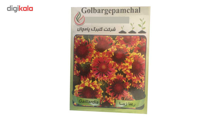 بذر گل رعنا گلبرگ پامچال مدل GP23