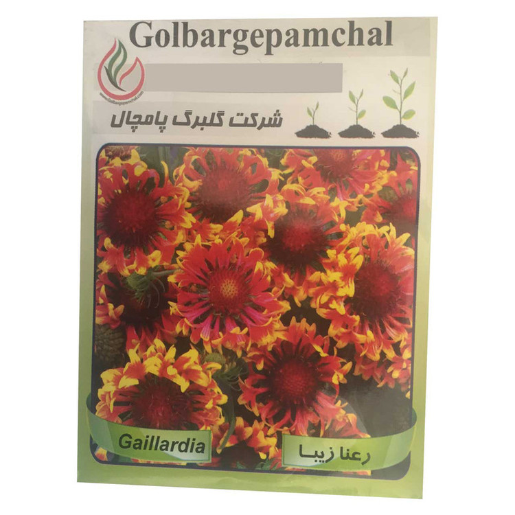 بذر گل رعنا گلبرگ پامچال مدل GP23