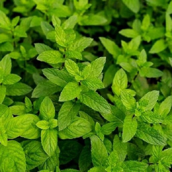 بذر پونه جی پی سید مدل GP6207