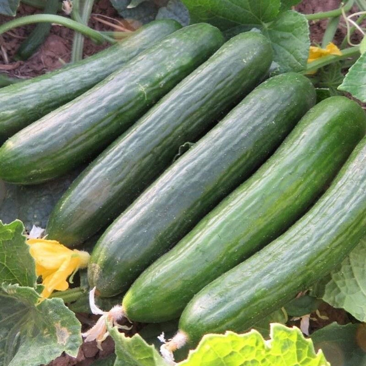 بذر خیار اصفهانی وانیا سید مدل BS1880