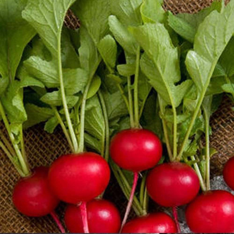 بذر تربچه نقلی قرمز سبزگیاه مدل sz4