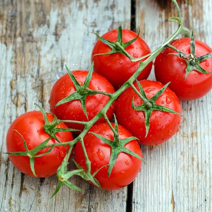 بذر گوجه چری قرمز درختی وانیا سید مدل G5