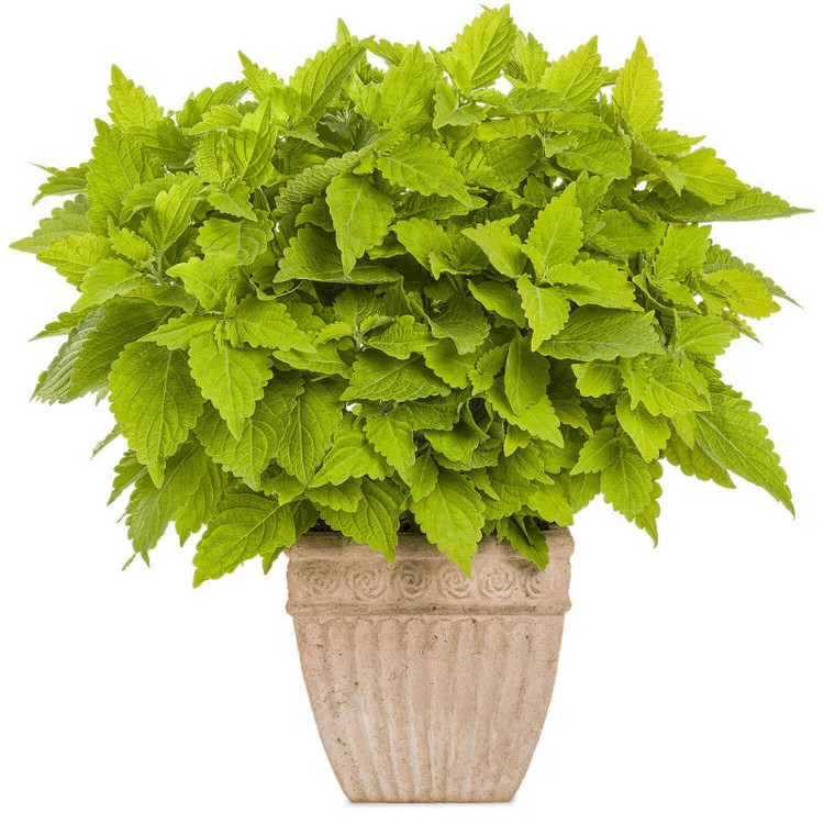 بذر گل حسن یوسف گلدن سانیا سید مدل SS58